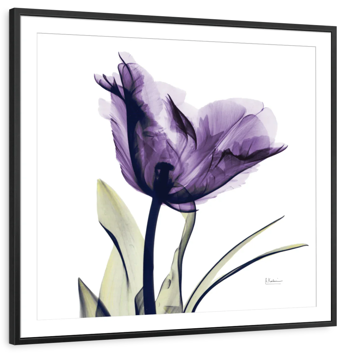 Frendorf | Royal Purple Parrot Tulpen Wandkunst