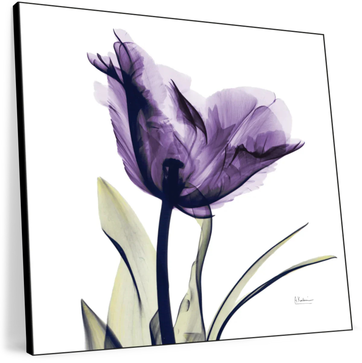Frendorf | Royal Purple Parrot Tulpen Wandkunst