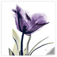 Frendorf | Royal Purple Parrot Tulpen Wandkunst