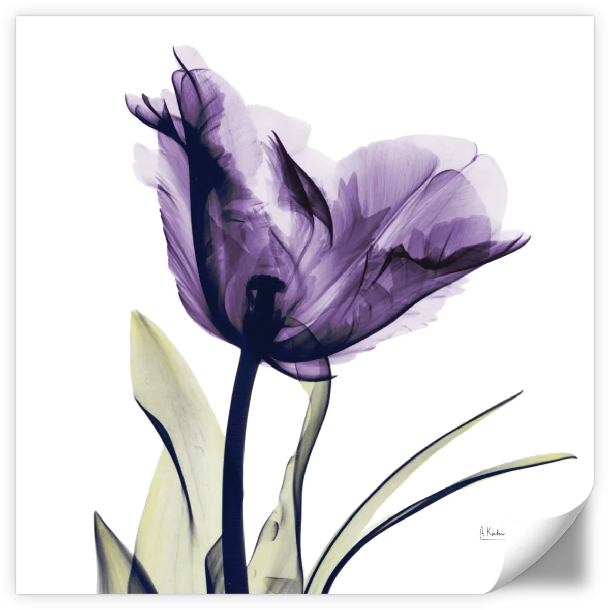 Frendorf | Royal Purple Parrot Tulpen Wandkunst