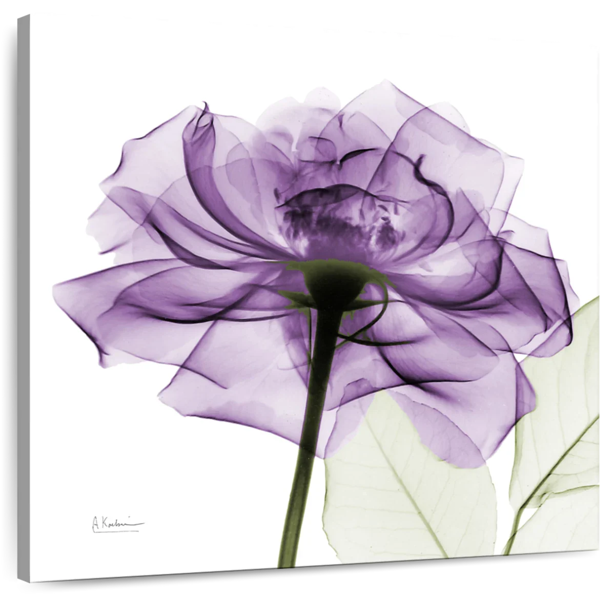 Frendorf | Ein lila Rosen Wandkunst