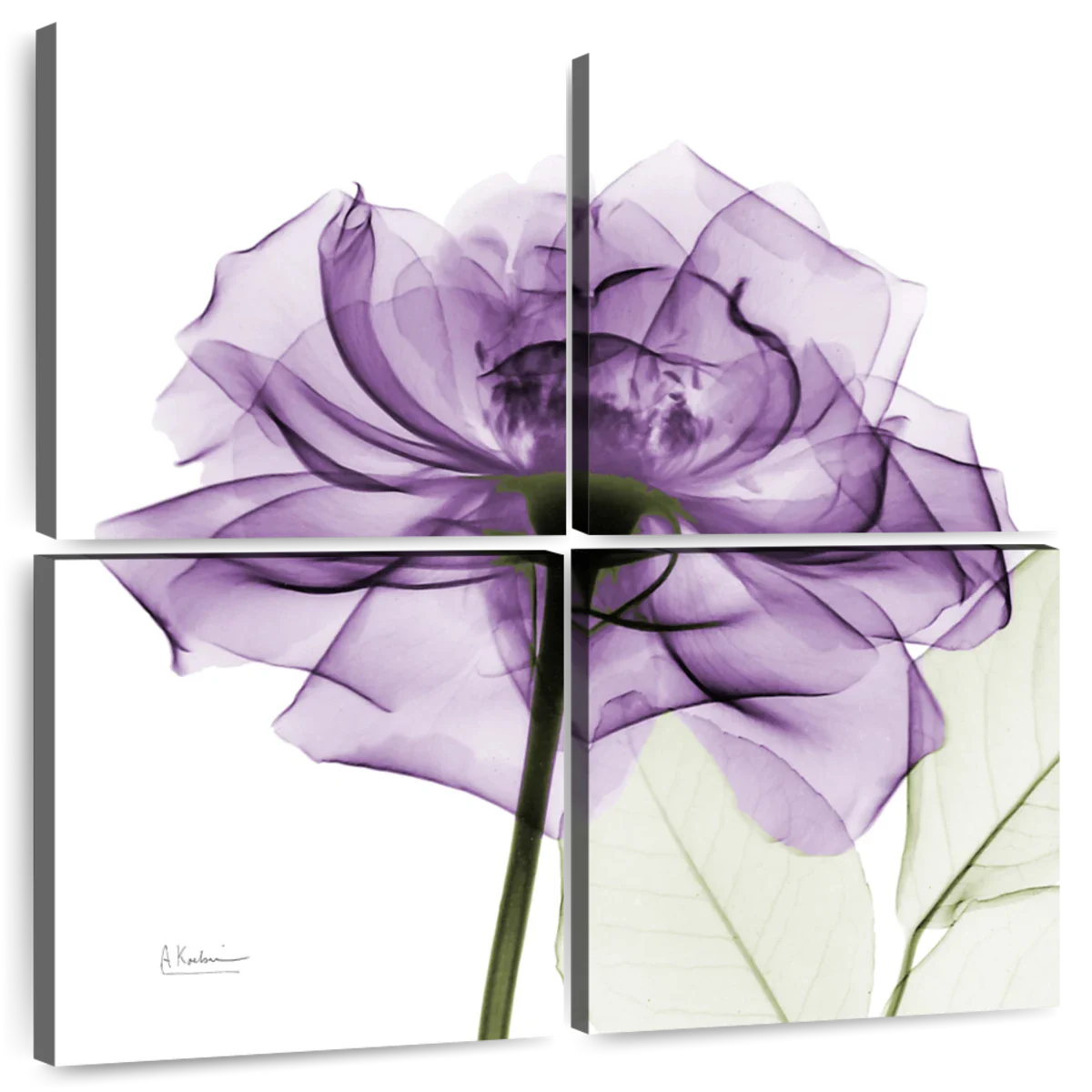 Frendorf | Ein lila Rosen Wandkunst
