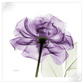 Frendorf | Ein lila Rosen Wandkunst