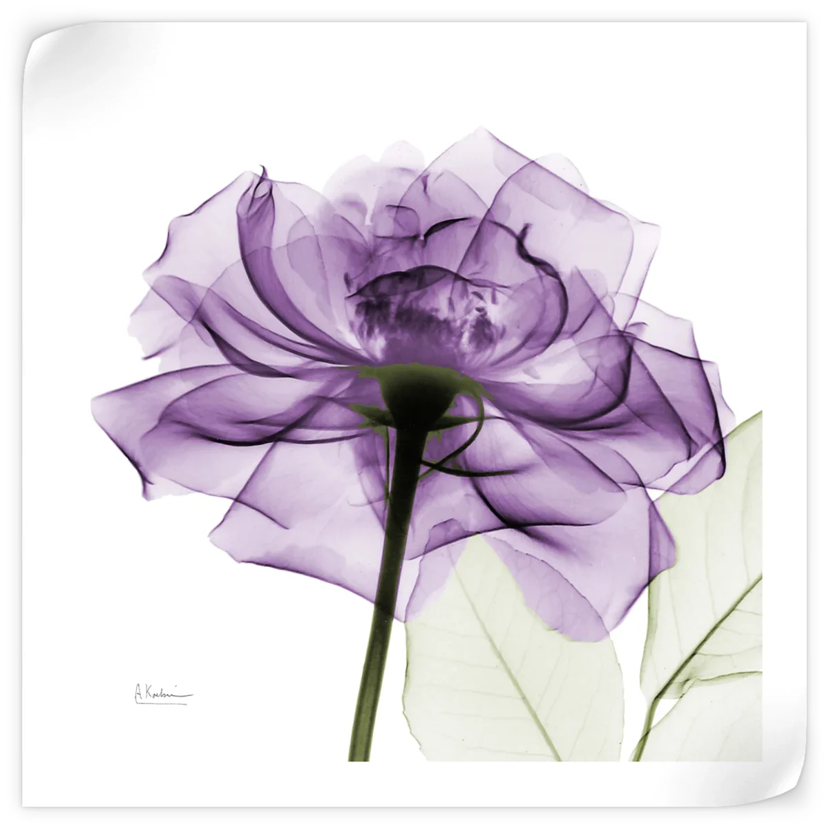 Frendorf | Ein lila Rosen Wandkunst