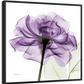 Frendorf | Ein lila Rosen Wandkunst