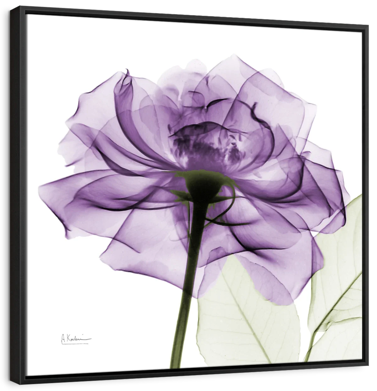 Frendorf | Ein lila Rosen Wandkunst