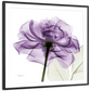 Frendorf | Ein lila Rosen Wandkunst