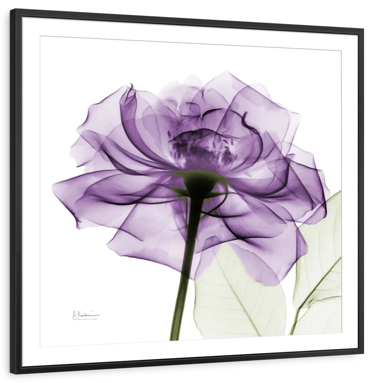 Frendorf | Ein lila Rosen Wandkunst