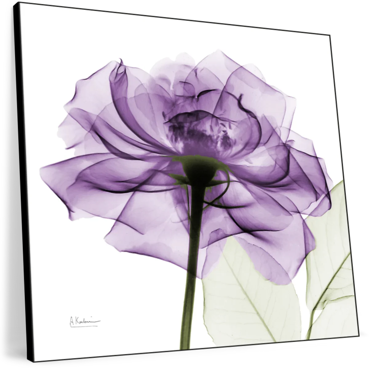 Frendorf | Ein lila Rosen Wandkunst