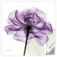 Frendorf | Ein lila Rosen Wandkunst
