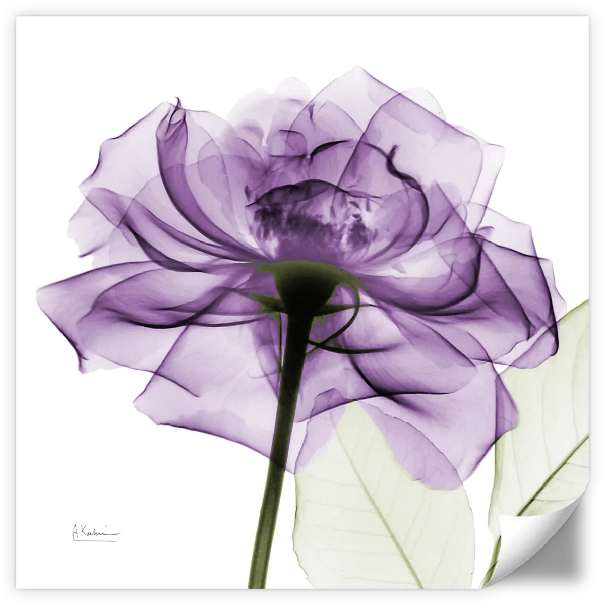 Frendorf | Ein lila Rosen Wandkunst