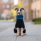 Vollständiger Schutz Polar Fleece Hund Overall mit abnehmbarem Kragen