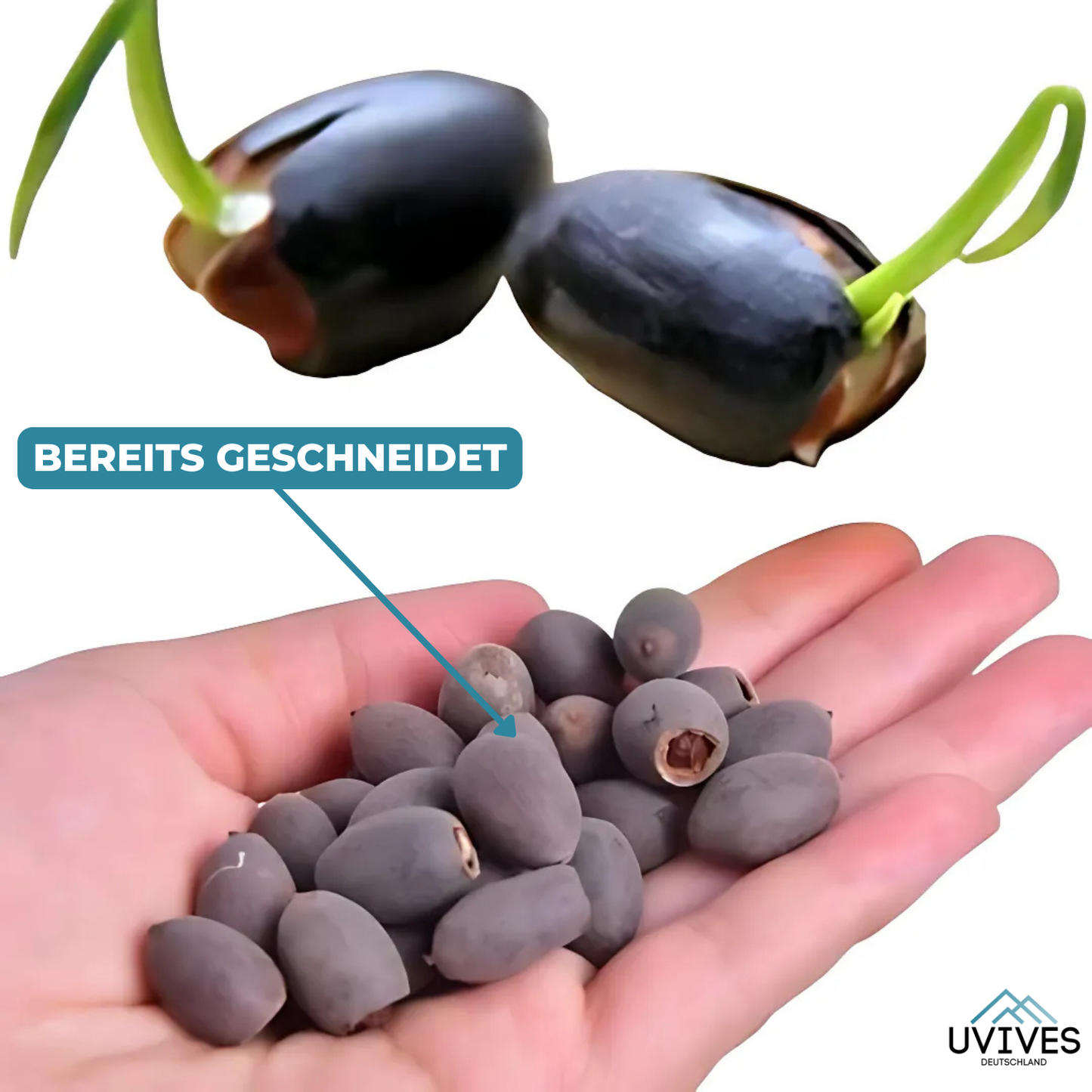 Frendorf |  LotusBloom – Magische Blütenpracht für deinen Teich