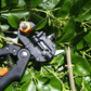 Frendorf | Professionelles Gartenpfropfwerkzeug-Set