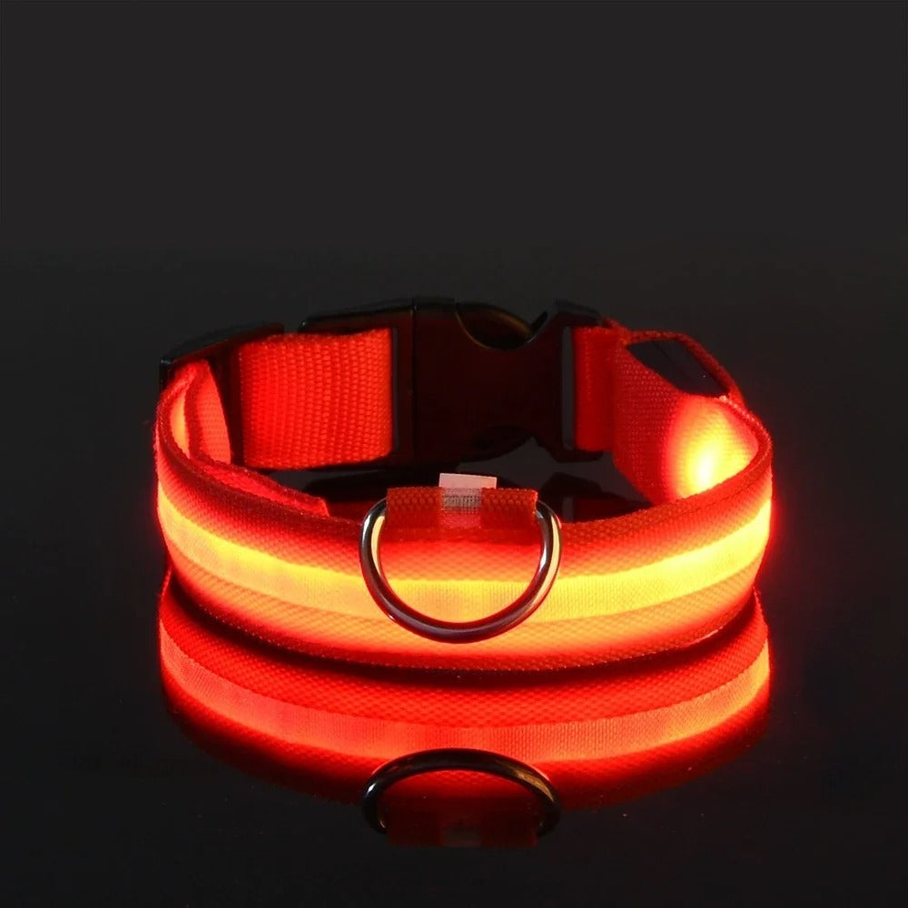 Frendorf | BrightPaws LED Leine und Leuchthalsband | Sicherheitsset für Hunde | Sichtbarkeit & Stil