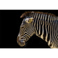 Frendorf | Contemporary Zebra Muurschildering voor Hu Decorations, Groot Wandbedekking in Zwart en Wit
