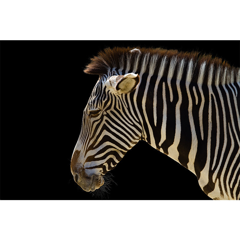 Frendorf | Contemporary Zebra Muurschildering voor Hu Decorations, Groot Wandbedekking in Zwart en Wit
