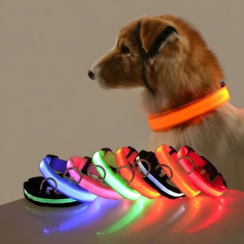 Frendorf | BrightPaws LED Leine und Leuchthalsband | Sicherheitsset für Hunde | Sichtbarkeit & Stil