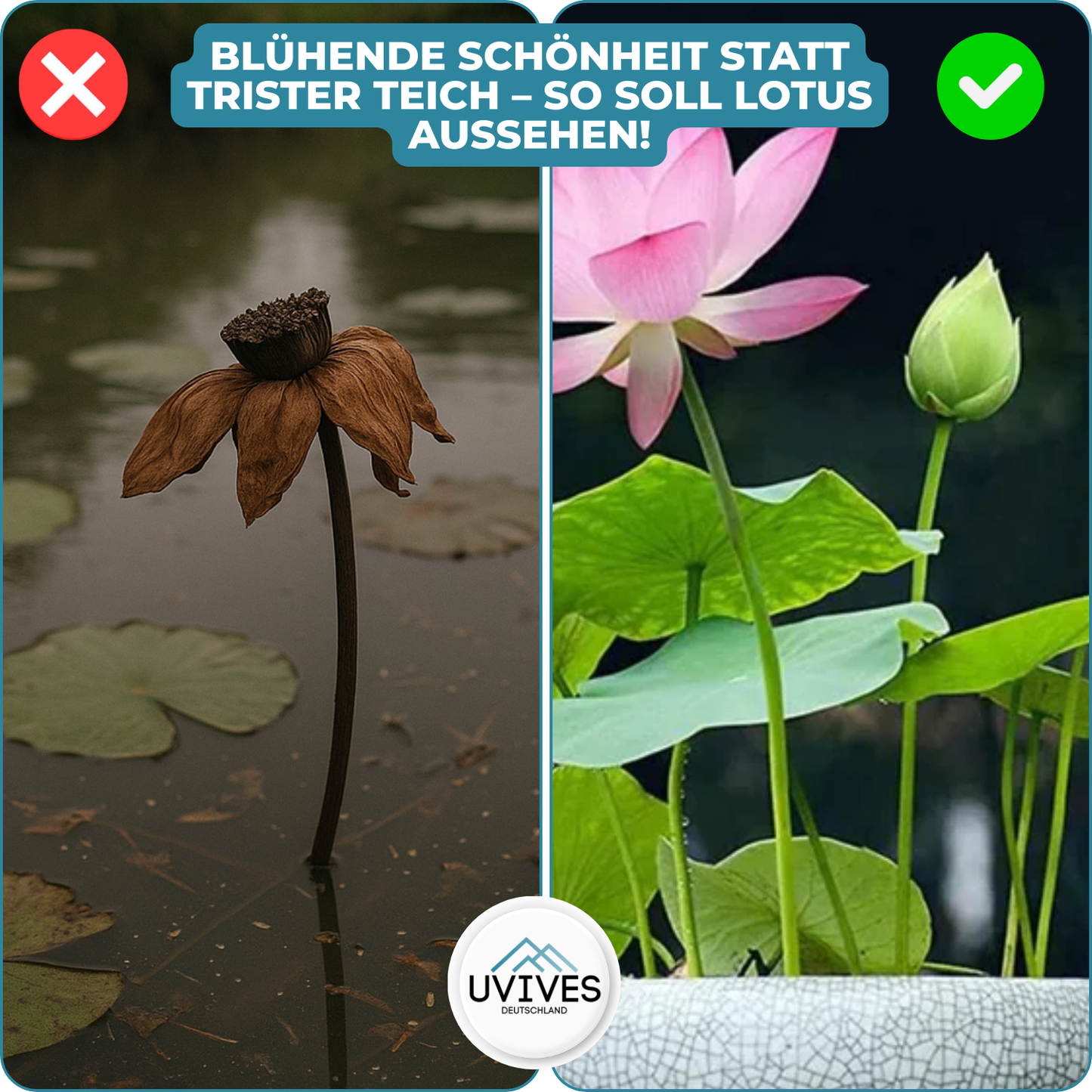 Frendorf |  LotusBloom – Magische Blütenpracht für deinen Teich