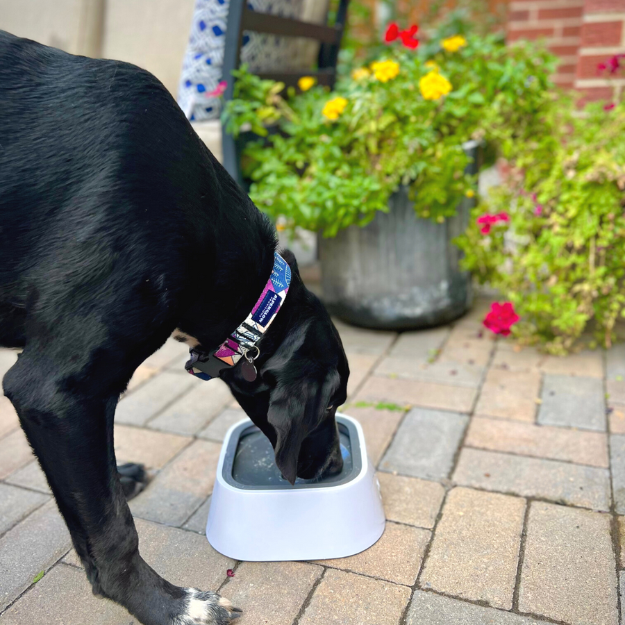 Splash Poof Wassernapf für Hunde