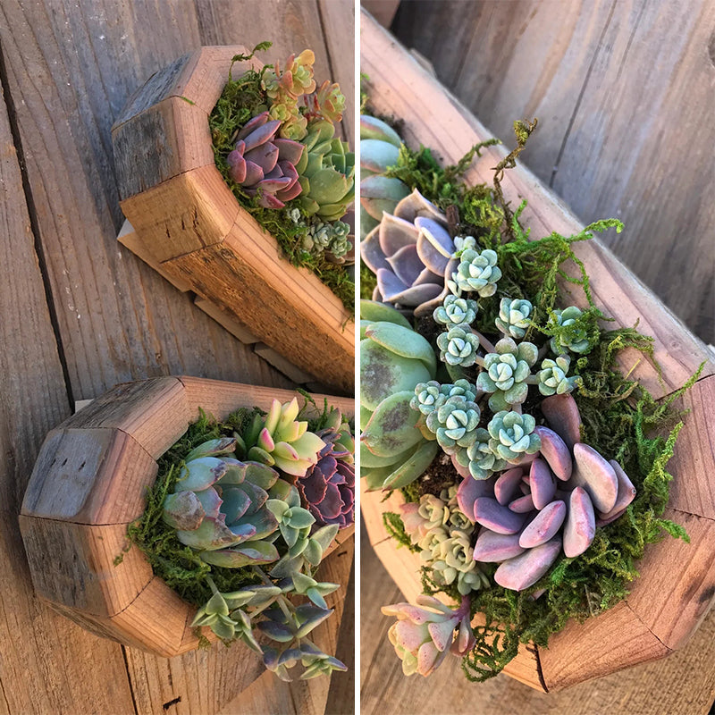 Frendorf | Tierisches Sukkulentengarten-Arrangement