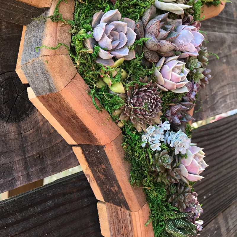 Frendorf | Tierisches Sukkulentengarten-Arrangement