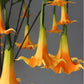 Frendorf | Künstliche Brugmansia Versicolor Blume