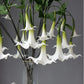 Frendorf | Künstliche Brugmansia Versicolor Blume