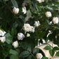 Frendorf | Künstliche kleine Rosenknospen