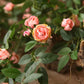 Frendorf | Künstliche kleine Rosenknospen