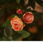 Frendorf | Künstliche kleine Rosenknospen