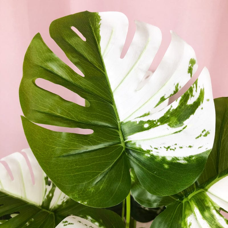 Frendorf | Künstliche weiße Monstera-Palme