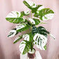 Frendorf | Künstliche weiße Monstera-Palme