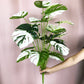 Frendorf | Künstliche weiße Monstera-Palme