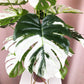 Frendorf | Künstliche weiße Monstera-Palme