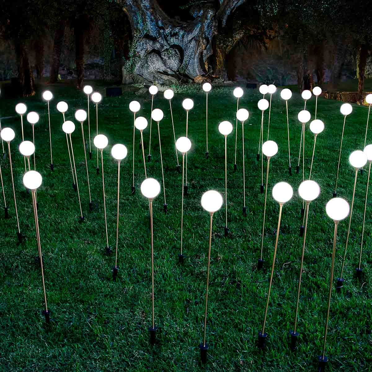 Frendorf | Die Schönheit des Gartens, hervorgehoben durch zartes Licht