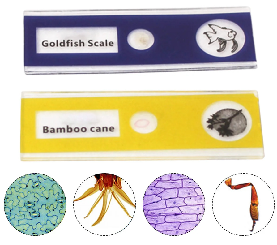 Frendorf |  PocketScope - Taschenmikroskop für faszinierende Entdeckungen