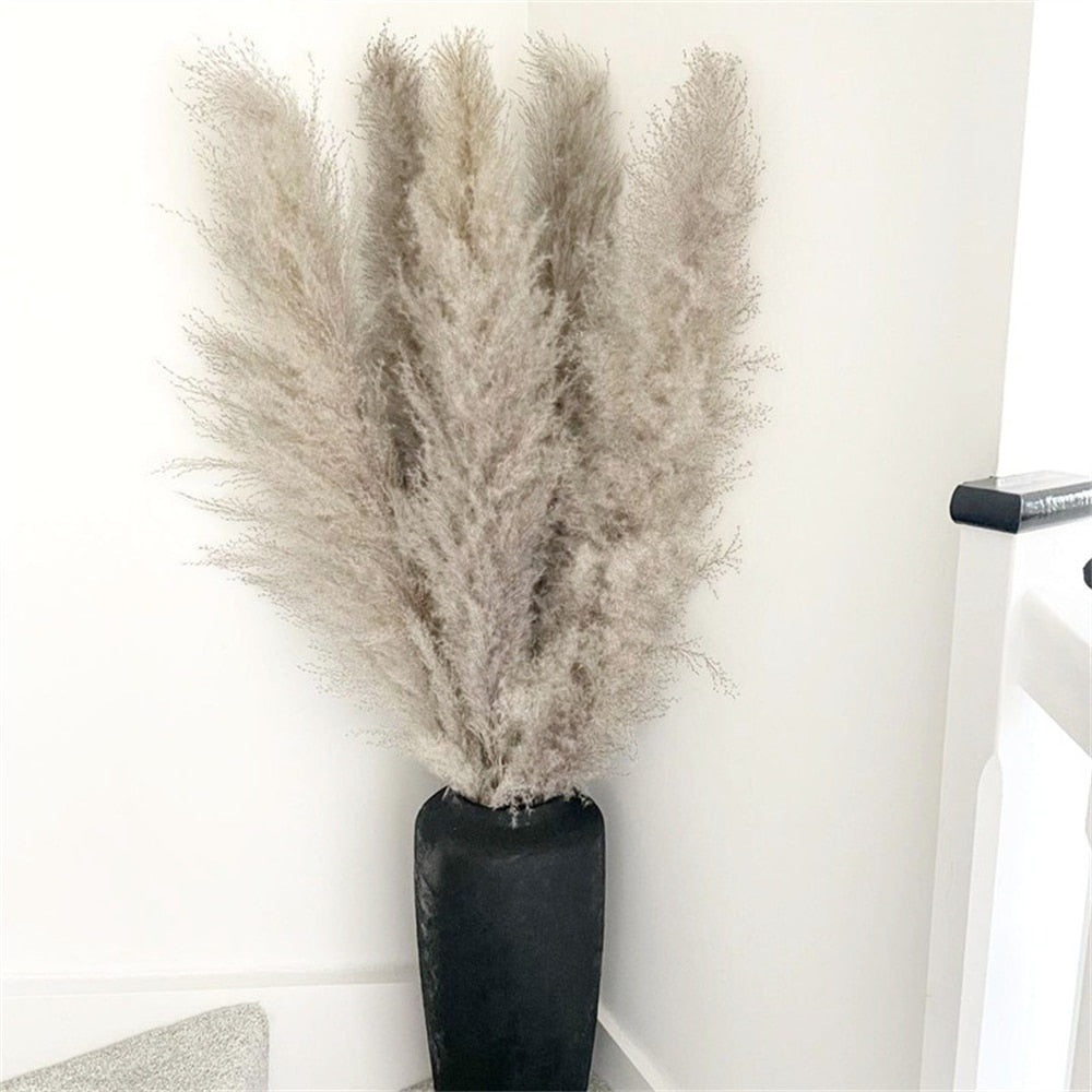 Pampas Getrocknete Blumen