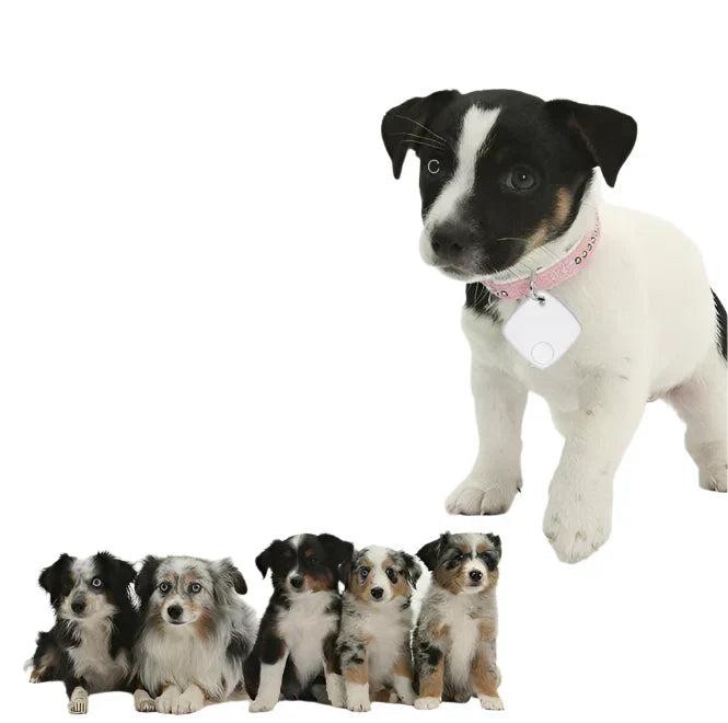 Frendorf | GPS Tracker für Katzen und Hunde – Präzise und einfache GPS-Verfolgung