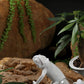 Chameleon Wandleuchte