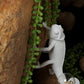 Chameleon Wandleuchte