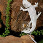 Chameleon Wandleuchte