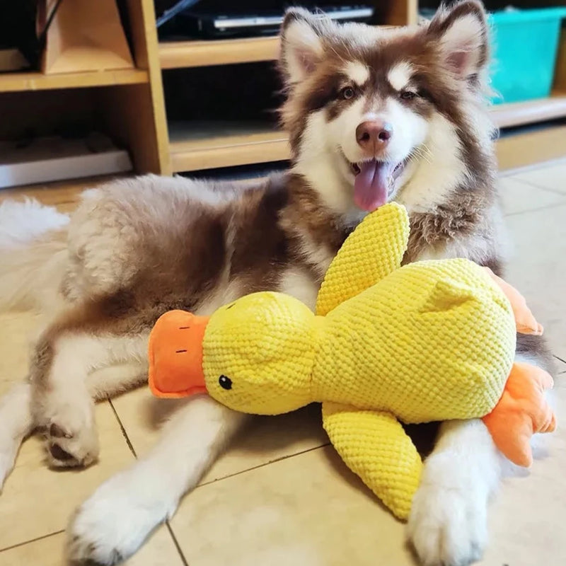 Beruhigungsente für Hunde