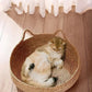 Cozypets – Superweiches und gemütliches Katzenbett