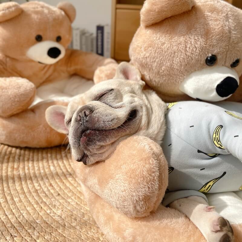 Süßes abnehmbares Kuschelbär-Katzenbett