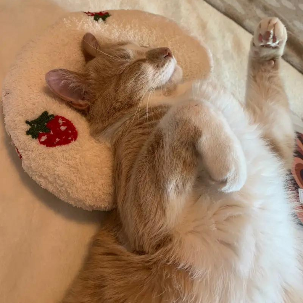 Frendorf | Beruhigendes Haustier-Kissen