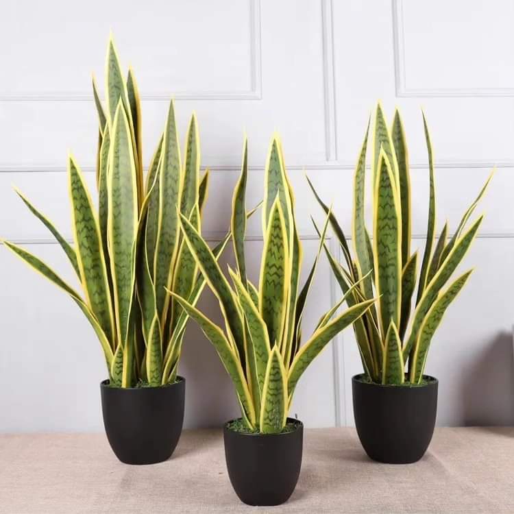 Frendorf | Echter Touch Gelbe Sansevieria