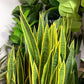 Frendorf | Echter Touch Gelbe Sansevieria