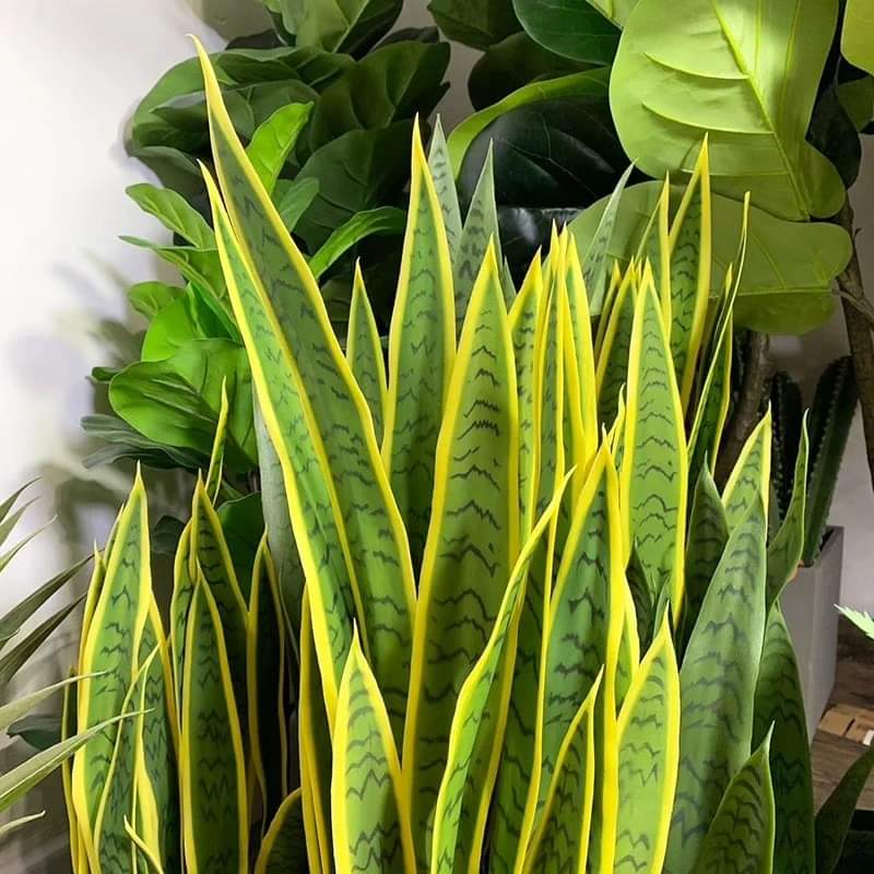 Frendorf | Echter Touch Gelbe Sansevieria
