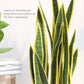 Frendorf | Echter Touch Gelbe Sansevieria